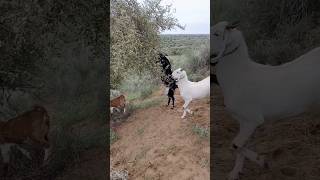 Bakri jumping