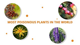 Plants That Are So Poisonous, You Shouldn't Even Touch Them