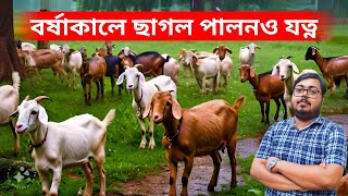 বর্ষাকালে ছাগল পালন ও তার যত্ন। এগুলো না জানলে বন্ধ হতে পারে আপনার ছাগল খামার।