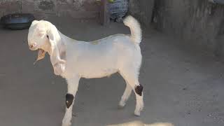 Qasmi goat farm pipar jodhpur Rajasthan