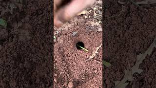 So cool - Venomous ants chase cricket insect living in deep hole #shorts