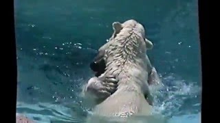 Polar Bears Albuquerque NM  Zoo June 23 1991