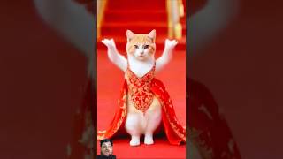 Cat 🐈😺 dance | #cat #cats #catlover #dog #doglover #dogs #animals #animal #dancingcat #funny #shorts