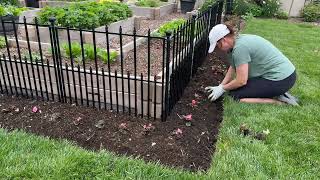 Planting summer annuals, sowing seed and moving perennials.