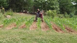 cub cultivating corn