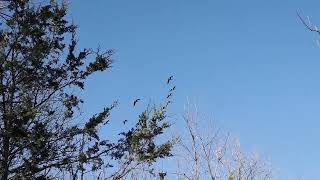 Canada Geese Flyover