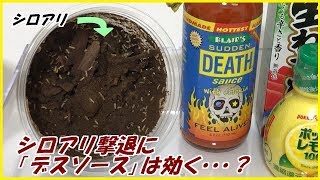 蟻戦争Ⅲ＃107  「デスソース」や「わさび」で家からシロアリを追い出すことは可能・・・？編～How to fight termites from home～