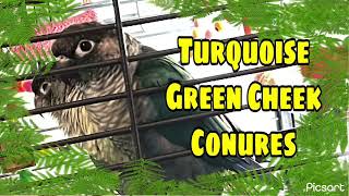 Green cheek Conure parrots, Turquoise conure and yellow sided turquoise conure pair waiting to breed