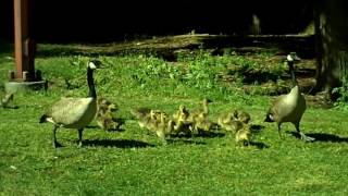 Goslings, lots of goslings!