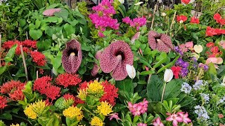 Aristolochia littoralis Dragon Fruit Adinium Succulent At Galiff Street Flower Plant Market