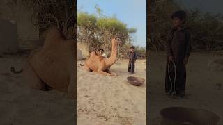 Camel Excited #viral #shortvideos #animals #angrycamel #wildlife #subscribe #please