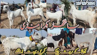 Sanghar Bakra Mandi | Latest update today | Mix goat breed | sasti Mandi | date 19/09/2024