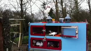 Education des pigeons à leur nouveau pigeonnier transportable