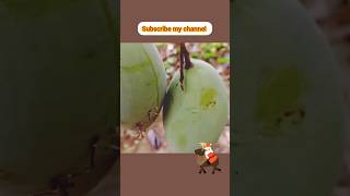 fast natural hormone to grow mango tree from seed in water | Natural rooting hormone