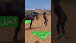 الحال ميشاور شوف العود كيفاش كيجدب على انغام العلوة #خيل #اربعاء #horse #حصان #ترند_تيك_توك