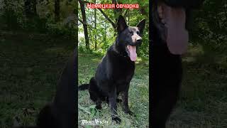 Немецкая овчарка. Shepherd dog. #dogs #dog #germanshepherd #shepherd #gsd #kennel #немецкаяовчарка