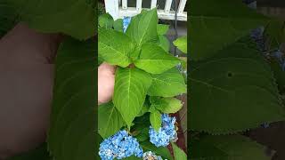 Hydrangea and hibiscus blooming. How to get more flowers when yours have faded?