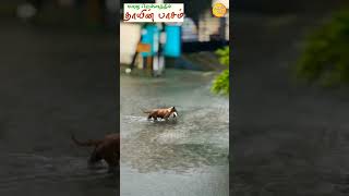 மழை வெள்ளத்தில் தாயின் பாசம் #mother #viral #chennairain #flood #trending #shortsvideo #shorts