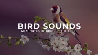 Bird Sounds For Relaxing The Mind | 60 Minutes Of Birds In The Trees