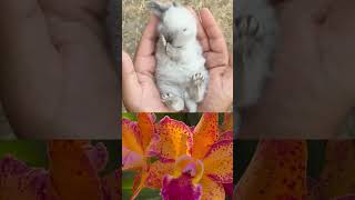 Funny Animals and the 🌸 Beauty of Amazing Nature's Blossoming Conversation! 🗨️🌿.mp4