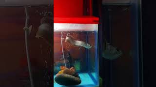 AROWANA #homeaquarium #fish #explorewithatharva #youtube #shorts