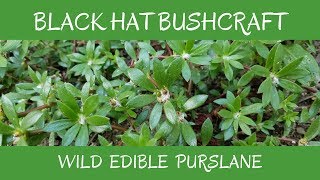 Learn to Identify This Plant: Purslane