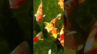 Captivating Koi Fish:  Cultural and Aesthetic Significance