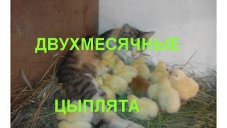 Подросшие двухмесячные цыплята в загоне