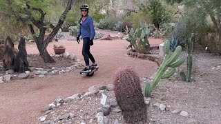 Cacti types in Arizona | Cholla Cactus