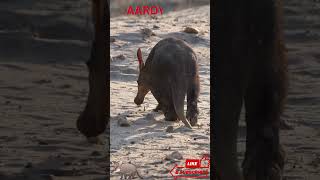 Aardvark Walking Away in the Wild 🐾🌌 | Wildlife Shorts