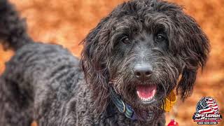 Nora | Goldendoodle | Best Trained Dogs of OR | Portland OffLeash K9 Training