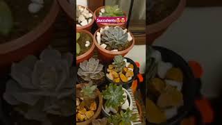 SUCCULENTS ❤️🤩 LOVE THESE 💕 #succulent #succulents #miniplants #viralvideo