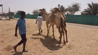 camel unloading |Gulf Camel Dubai