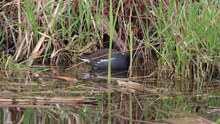 Common Gallinule, Humber Bay Park East, 04/28/21