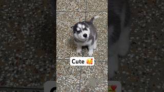 Cute husky howling #dog #pushpapushpa #husky #shorts #petlover