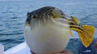 Blowfish moment of danger