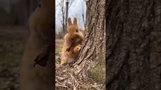 Watch This Bunny Devour a Tomato 🍅 in Seconds #shots