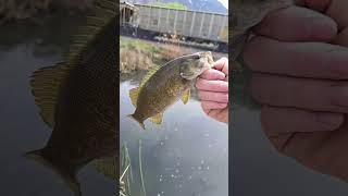 Missed giant smallies yesterday.. rewarded with one smallie today 💀 #fishing #subscribe #smb #stream