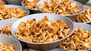 Wild Chanterelles mushroom Hunting - Edible mushroom hunting and foraging - Delicious mushrooms