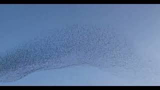 strange behavior of birds in the sky of Japan;  Minutes after the earthquake