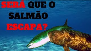 🐟GAROUPA ATACA SALMÃO EM UMA LUTA DE SOBREVIVÊNCIA