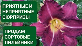 ПОДАРКИ ОТ ПОДПИСЧИЦЫ/ ПРОДАМ СОРТОВЫЕ ЛИЛЕЙНИКИ/ НЕПРИЯТНЫЕ СЮРПРИЗЫ/ МОЯ НЕСКУЧНАЯ ЖИЗНЬ