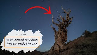 Top 10 Incredible Facts About Trees You Wouldn't Be-Leaf