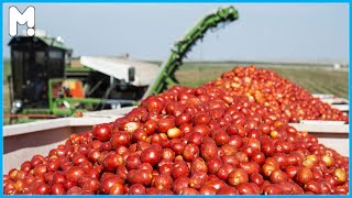 🍅 Tomato Farming and Harvesting Workers - Harvesting Thousand Tons of Tomatoes in California