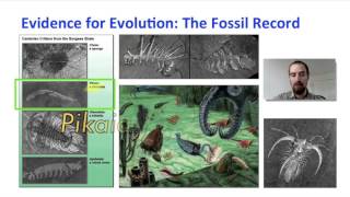 Biology 09-6 Evidence For Evolution