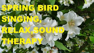 SPRING BIRD SINGING, RELAX,SOUND THERAPY