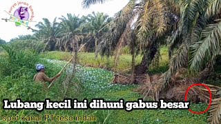 WOW SPOT SEMAK SARANG BABON GABUS • getek ikan gabus di kanal