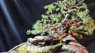 Colorado Blue Spruce Repotting