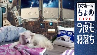 宇宙の濡れちょめ？ 10/06 わさお一家 ちょめ  長毛秋田犬 おやすみ配信  #wasao_official