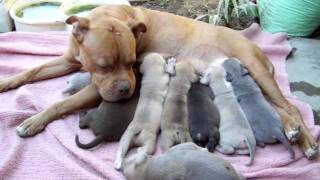 Red/Blue Nose Pitbull Pups